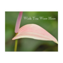 Kauai Hawaii Pink Anthurium Blume