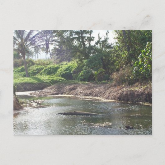 Kauai Paradise Postcard Postkarte (Vorderseite)
