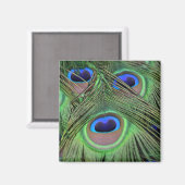Kauai Peacock Feathers Fotografie Magnet (Vorderseite/Rückseite)