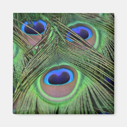 Kauai Peacock Feathers Fotografie Magnet (Vorne)