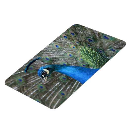 Kauai Peacock Feathers Magnet (Linke Seite)