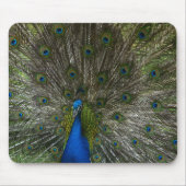 Kauai Peacock Mousepad (Vorne)