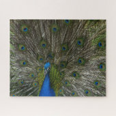 Kauai Peacock Puzzle (Horizontal)
