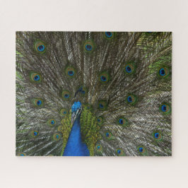 Kauai Peacock Puzzle