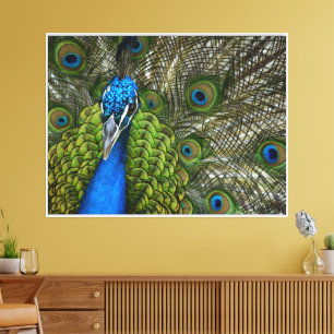 Kauai-Pfau Nahaufnahme Leinwanddruck
