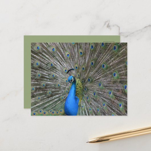 Kauai Pfau Postkarte (Vorderseite/Rückseite Beispiel)