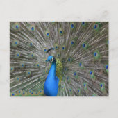 Kauai Pfau Postkarte (Vorderseite)