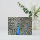 Kauai Pfau Postkarte (Stehend Vorderseite)