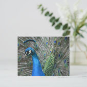 Kauai-Pfauenfedern Postkarte (Stehend Vorderseite)