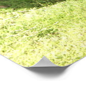 Kauai Rooster Poster (Ecke)