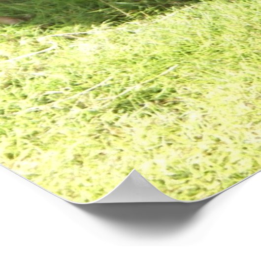 Kauai Rooster Poster (Ecke)