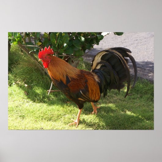 Kauai Rooster Poster (Vorne)