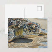 Kauai Sea Turtle Close up Postkarte (Vorne/Hinten)