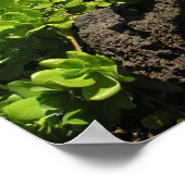 Kauai succulents 1 poster (Ecke)