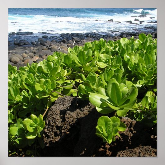 Kauai succulents 1 poster (Vorne)