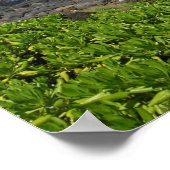 Kauai succulents 2 poster (Ecke)