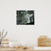 Kaugummi-Bäume (Eukalyptus) im Regenwald Tokai Poster (Küche)