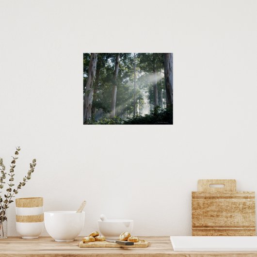 Kaugummi-Bäume (Eukalyptus) im Regenwald Tokai Poster (Küche)
