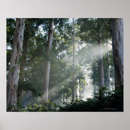 Kaugummi-Bäume (Eukalyptus) im Regenwald Tokai Poster (Vorne)