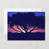 Kaugummi, Outback, Australien Postkarte (Vorne/Hinten)