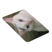 Kaulquappe Magnet (Rechte Seite)