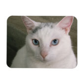 Kaulquappe Magnet (Horizontal)