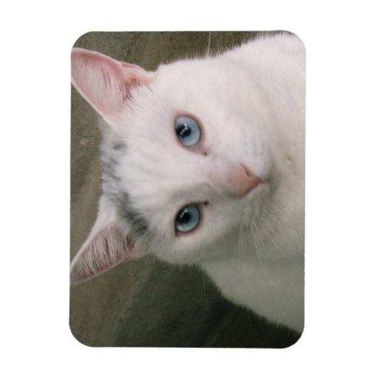 Kaulquappe Magnet (Vertikal)