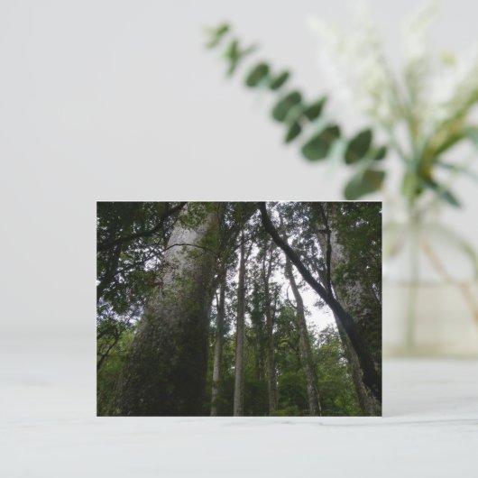 Kauri Forest Postkarte (Stehend Vorderseite)