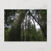 Kauri Forest Postkarte (Vorderseite)
