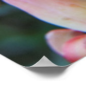 Kausale Echeveria-Blüten Poster (Ecke)