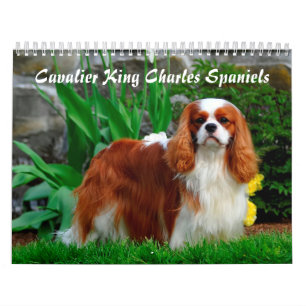 Kavalier König Charles Spaniel Hund Kalender