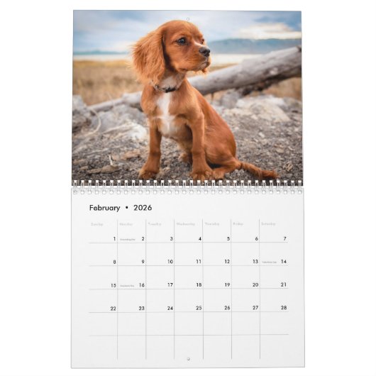 Kavalier König Charles Spaniel Hund Kalender (Feb 2026)