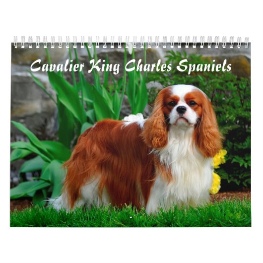 Kavalier König Charles Spaniel Hund Kalender (Titelbild)