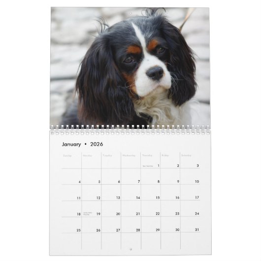 Kavalier König Charles Spaniel Hund Kalender (Jan 2026)