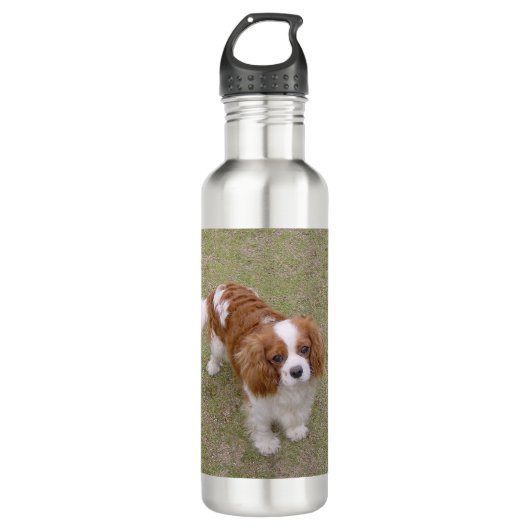 Kavalier-König-Charles-Spaniel voll Edelstahlflasche (Vorderseite)