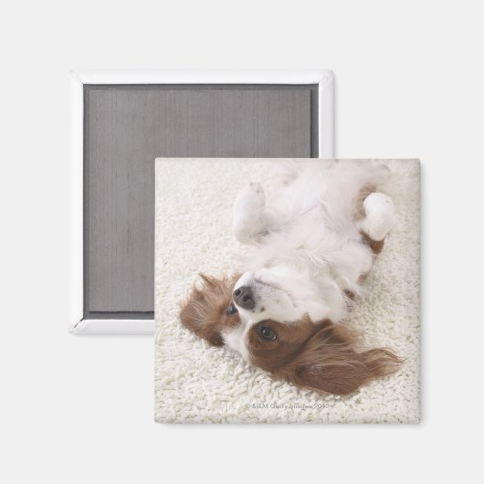 Kavalier mit Bauch Magnet (Vorderseite/Rückseite)