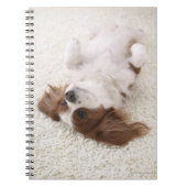 Kavalier mit Bauch Notizblock (Vorderseite)