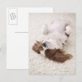 Kavalier mit Bauch Postkarte (Vorne/Hinten)