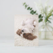 Kavalier mit Bauch Postkarte (Stehend Vorderseite)