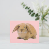 Kawaii Niedlich Bunny Rabbit Postkarte (Stehend Vorderseite)