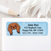 Kawaii Ruby Cavalier King Charles Spaniel (Insitu)
