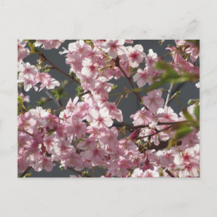 Kawazu-zakura (Kirschblüte): Tokio Postkarte