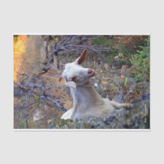 Kea - Cyclades Seidenpapier (Vorderseite)