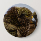Kea (Nestor notabilis) Button (Vorderseite)