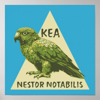 Kea Neuseeland-Vogel Poster