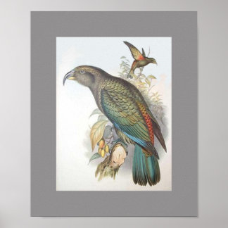 Kea (nur klein) poster