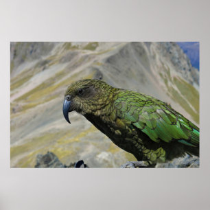 Kea Poster