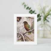 Kea Postkarte (Stehend Vorderseite)
