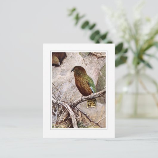 Kea Postkarte (Stehend Vorderseite)