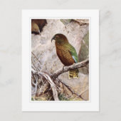 Kea Postkarte (Vorderseite)